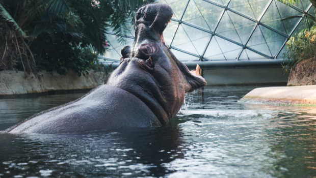 hippo-for-funny-email - OptinMonster Photograph of a hippo